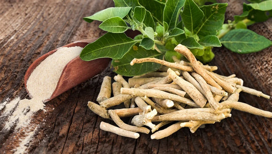 Ashwagandha : origine, tradition et usages en Ayurveda | TRIDOSHA
